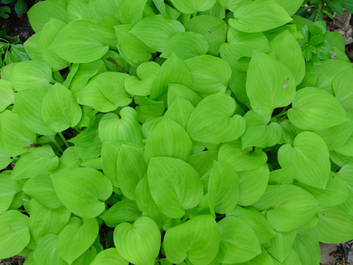 Hosta Zounds